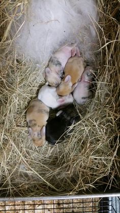 four baby puppies are huddled together in the hay on top of some dry grass