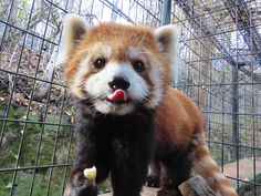 a red panda bear standing on top of a wooden platform next to a wire fence