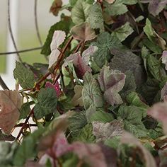 the bird is perched on top of the green leaves in the bushy planter