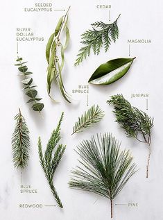 the different types of evergreen leaves and their names on a white surface with text below