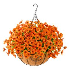 orange flowers in a hanging basket on a white background