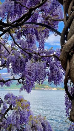 purple flowers are blooming on the tree next to the water