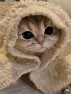 a cat is wrapped up in a blanket