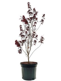 a small tree in a black pot on a white background