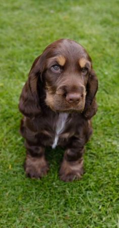 a brown dog sitting on top of a lush green field