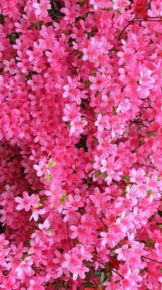 pink flowers are blooming in the garden