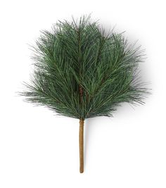 a small pine tree is shown on a white background