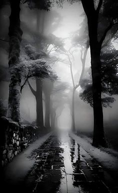 a black and white photo of a path in the woods with trees on either side