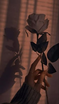 a person holding a rose in their hand with shadow on the wall behind them,