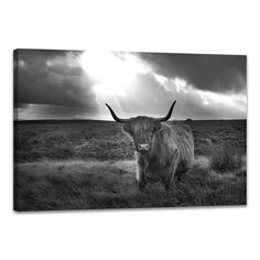 black and white photograph of a long horn cow standing in the middle of a field