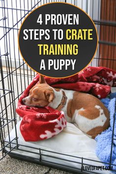 4 Proven Steps To Crate Training a Puppy Crate Training Schedule, German Shepherd Puppies Training, Crate Train, Training A Puppy, Train A Puppy, Crate Training Puppy