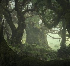 moss covered trees in the middle of a forest