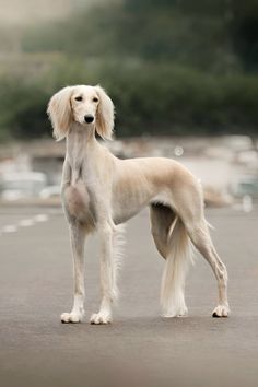 a white dog standing on top of a parking lot