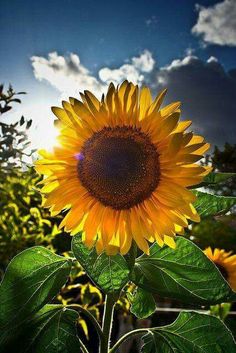 a sunflower with the words born to be in front of some trees and bushes