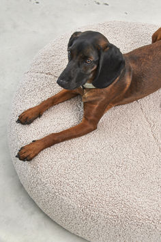 a brown dog laying on top of a white round cushion covered in carpeted material