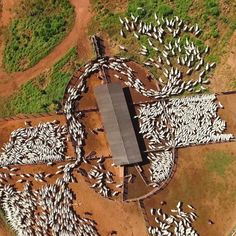 an aerial view of a herd of sheep in the middle of a dirt field with trees