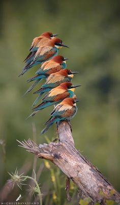 four colorful birds sitting on top of a tree branch in the grass and looking at each other