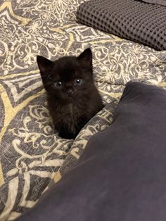 a small black kitten sitting on top of a bed next to pillows and blankets, looking at the camera