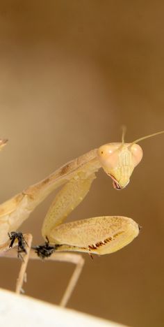 the praying mantissa is looking at another praying mantissa