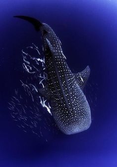 a large whale swimming in the ocean