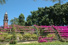 a clock tower is in the distance behind a garden with pink and purple flowers on it