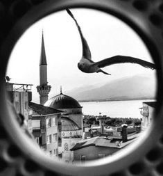 a bird flying over a city next to the ocean