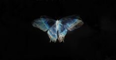 a butterfly flying in the dark with its wings spread