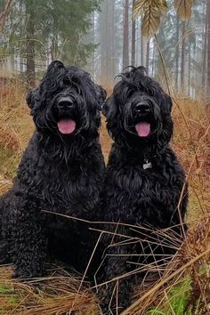 barbet Big Non Shedding Dog Breeds