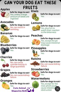 an image of fruits and vegetables with the words can your dog eat these?