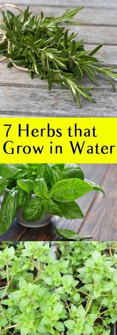 herbs that can grow in water