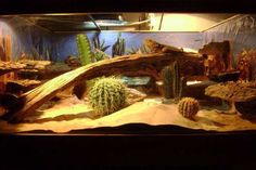 an aquarium filled with lots of plants and rocks