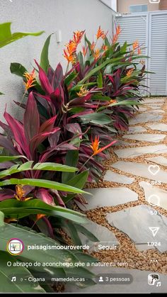 some very pretty plants by the side of a building with flowers in them and rocks