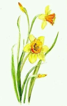 watercolor painting of yellow daffodils on white paper