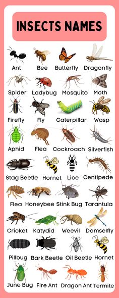 Insects Names in English Insect Names In English, Insects With Names, Insect Identification, Insects Names, Animals Name In English, English Activities For Kids, Butterfly Dragonfly, English Language Learning Grammar, Unknown Facts