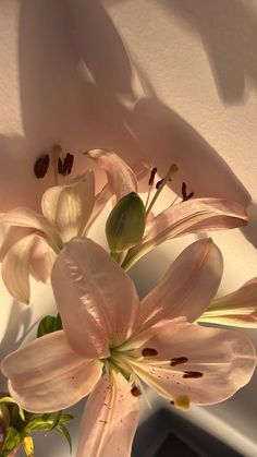 some pink flowers are in a vase on the table and is casting a shadow from the wall