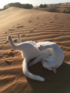 a white cat rolling around in the sand