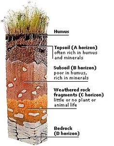 an image of soil layers labeled in the form of a tower with plants growing out of it