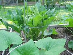 several green plants growing in a garden next to a fence