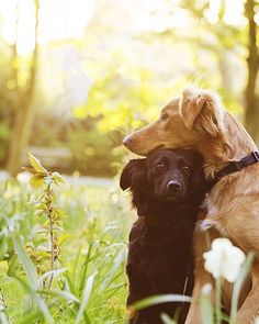 two dogs sitting next to each other in the grass with trees and flowers behind them