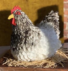 a black and white chicken sitting on top of straw next to a brick building with yellow walls