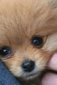 a person holding a small brown dog in their lap