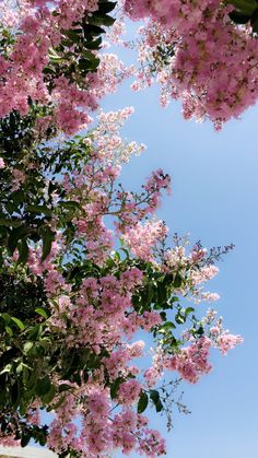 pink flowers are blooming on the branches of trees in front of a blue sky