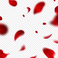 red petals are flying in the air on a transparent background