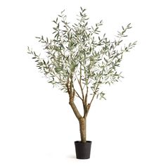 an olive tree in a black pot on a white background