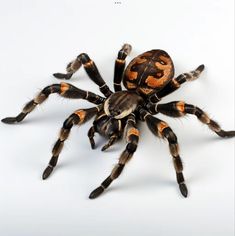 a close up of a spider on a white background with an orange and black color scheme