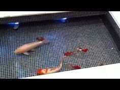 two fish swimming in an aquarium with red and white koi's on the water