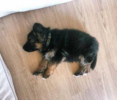 a small black and brown dog laying on top of a wooden floor