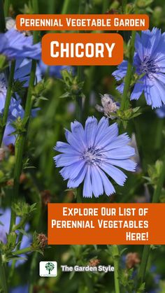 blue flowers with the words, perennial vegetable garden chicory explore our list of perennial vegetables here