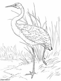 a large bird standing in the grass near water