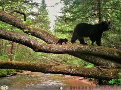 a black bear and her cub walking on a fallen tree over a stream in the woods